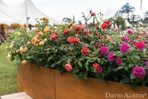 RHS Hampton: David Austin Rainbow of Roses darován nemocnici NHS
