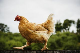 kylling på et hegn