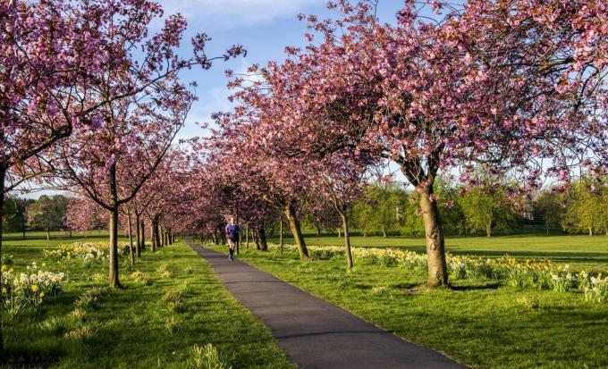 kirsiõis õitseb harrogate'i kesklinna hulkuvas pargis täies õites