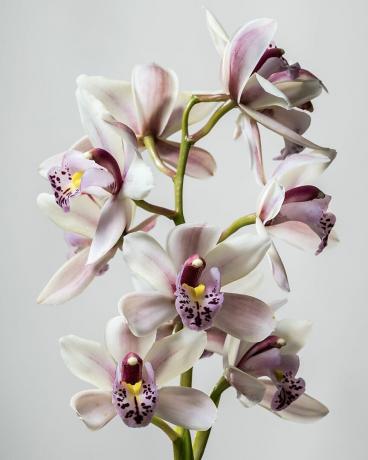 סחלבים, ophrys cymbidium