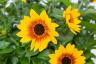 Årets Chelsea Flower Show Plant er årets hortensia Runaway Brud 'Snehvide'