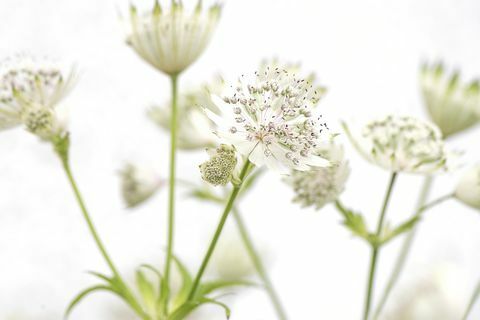 Valkoiset Astrantia major -kukat 