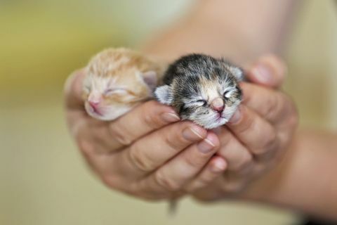 Gatos domésticos, gatitos recién nacidos en una mano, W 42, Alemania