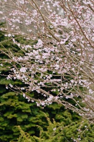 jwwtxc خريف الكرز prunus subhirtella 'autumnalis rosea'