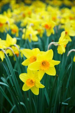 Zieds, Ziedošs augs, Ziedlapa, Dzeltena, Augs, Narcissus, Pavasaris, Botānika, Amaryllis ģimene, Tuvplāns, 