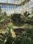 Dentro de la casa templada recientemente restaurada de Kew Gardens: el invernadero más grande del mundo