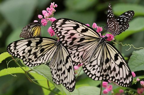 Vakre sommerfugler tiltrukket av nektarproduserende planter i en hage