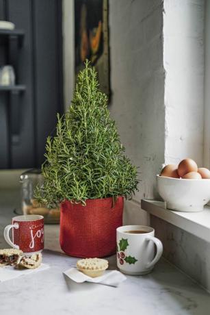 Božično drevo rožmarina, Waitrose & Partners