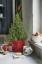 ווייטרוז מוכרת עצי חג מולד רוזמרין לאכילה ולקישוט