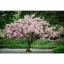 Home Depot está vendiendo listo para plantar árboles de cerezos en flor por solo $ 39