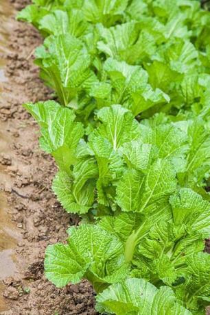 elsajátított mustáros zöldségtermesztés a kertben, zöld zöldség nagy levelekkel, leginkább sózott zöldségekhez használják