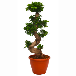 Фикус женьшень (Ficus microcarpa)