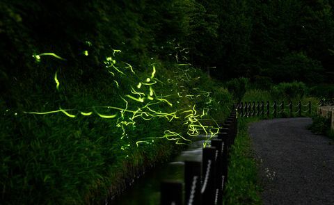светлячки животных япония