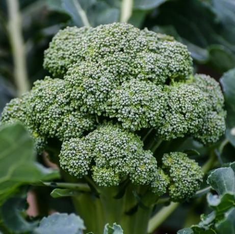 Velká hlava brokolice připravená ke sklizni na zahradě