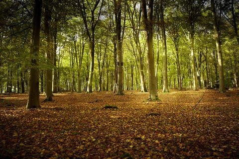 Gyönyörű erdők az Egyesült Királyságban, hogy kipróbálhassák az erdei fürdést