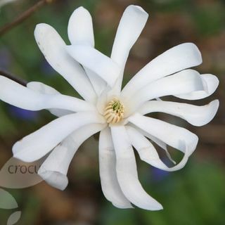 Magnolie stellata