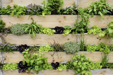 Vertikálna záhrada s jedlými bylinkami a zeleninou