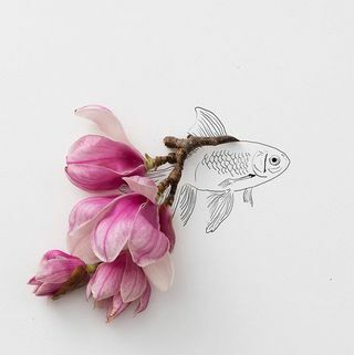 צילום דג זהב מס '1