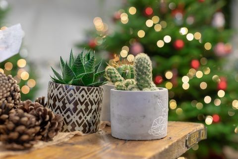 Cactus de Noël, Wyevale Garden Centers