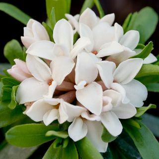 Daphne × transatlantica vječni miris ('Blafra')