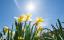 10 pavojų, kad jūsų augintiniai nepasiektų šio pavasario