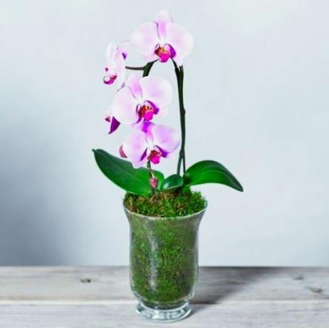 Rózsaszín kaszkád Phalaenopsis orchidea