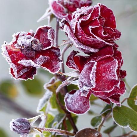 härmatisega kaetud punased roosid