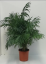 Morrisons запускає стильний і доступний асортимент кімнатних рослин за ціною всього від 10 фунтів стерлінгів