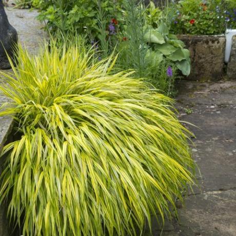 Hakonechloa macra aureola che cresce in un vaso su un patio