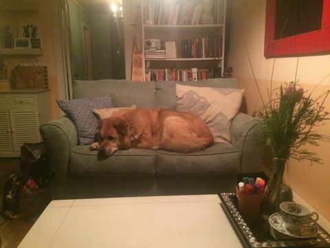 cane grande in casa minuscola