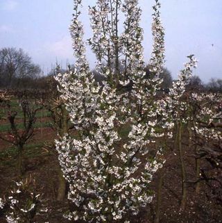 Prunus Snow Goose češnjevo drevo