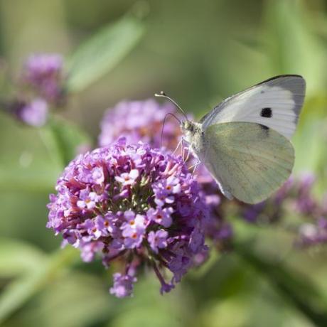 kupu-kupu putih kecil, pieris rapae, alias kupu-kupu putih kubis, memakan nektar dari bunga buddleja