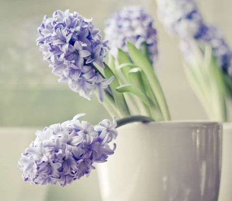 Violetinės hiacinto gėlės minkštai pilkame puode
