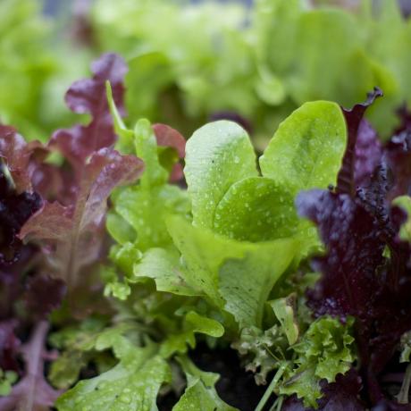 salată alocată, salate tinere de moștenire care cresc într-o grădină