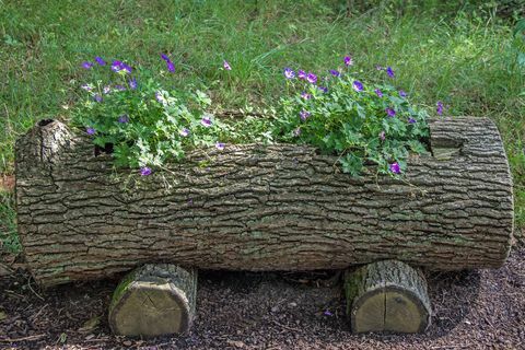 Baumstamm Blumenkasten - Træstamme Planter