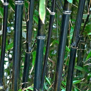 Черный бамбук Phyllostachys nigra