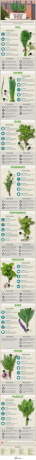 Maitsetaimede kasu tervisele infograafik
