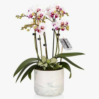 Orchidea in marmo e fioriera verde