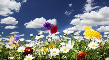 Questa è la tua lista di cose da fare per il giardinaggio a maggio