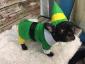 Etsy Menjual Kostum Elf Buddy untuk Anjing Anda
