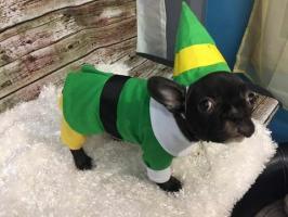 Etsy verkauft ein Buddy the Elf Kostüm für deinen Hund