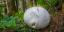 Riesige Puffball-Pilze werden auf TikTok viral