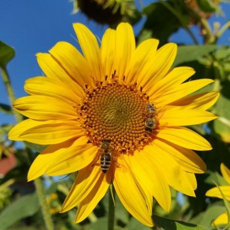 Iš arti medaus bitės, apdulkinančios saulėgrąžas