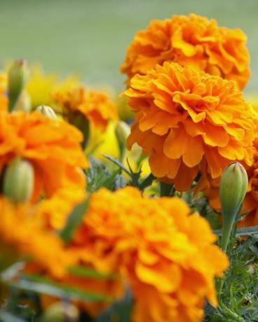 bunga marigold dan dedaunan