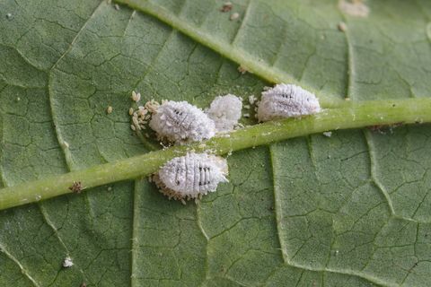 Pseudococcidae и Aphidoidea върху листа на бамя