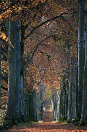 아름다운 가을 풍경: 너도밤나무, 스코틀랜드, 드러먼드 성