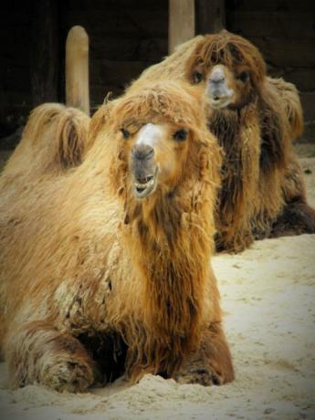 Baktrisk kamel