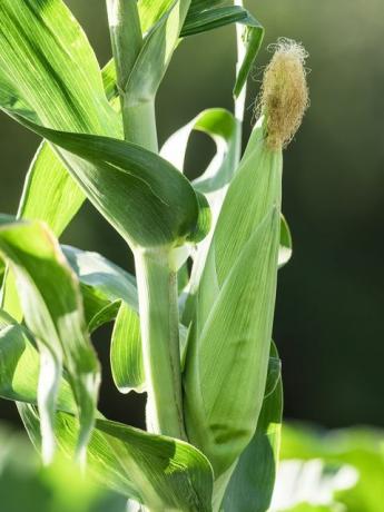 Landbouwgewas van maïs dat groeit op een boerderijveld, met de groene stekels in de peul