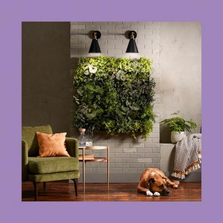 緑、壁、紫、紫、部屋、観葉植物、草、植物、家具、長方形、 