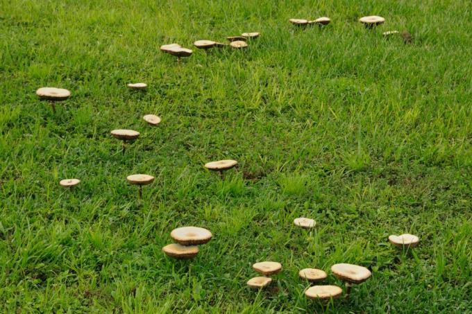 como parar cogumelos no quintal